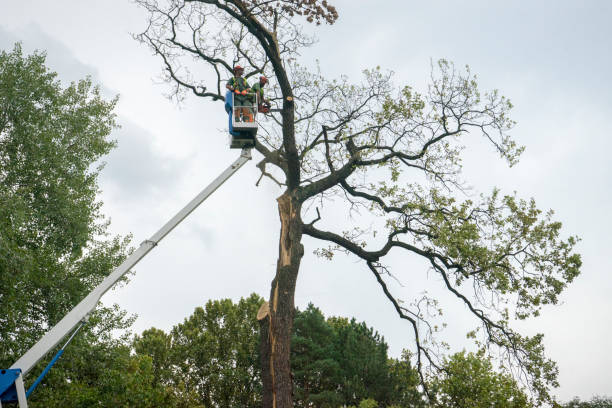 Best Tree Risk Assessment  in Spanish Springs, NV