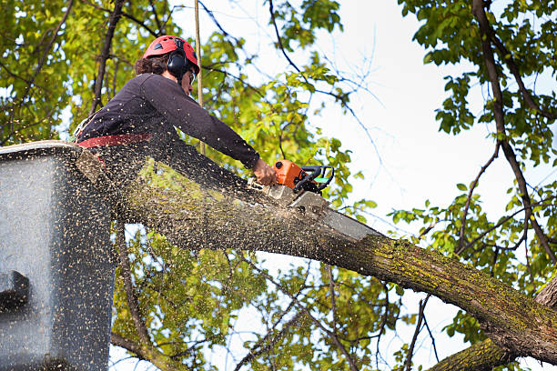 Best Fruit Tree Pruning  in Spanish Springs, NV